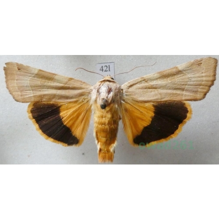 Noctua fimbriata (Schreber, 1759) Rolnica aksamitka Czech42l